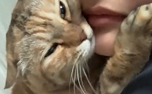 橘貓撒嬌王！成年了還是捧著臉猛親