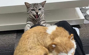 (影)奴才摸陌生貓！主子忍不了直接爆炸