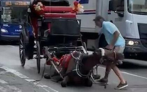 馬都累倒了還用皮鞭抽打！紐約驚見商業馬車夫殘忍行徑 引動保團體抵制