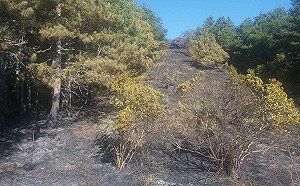 梨山驚傳森林大火延燒23小時！東勢林管處：已成功熄滅