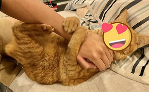 橘貓抱手阻他上班！網羨：只好請假