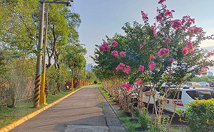 浪漫艷夏賞花時　新北紫薇私房景點報你知