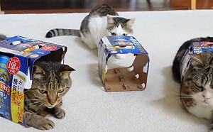 仨貓自動鑽啤酒紙盒！新造型登場