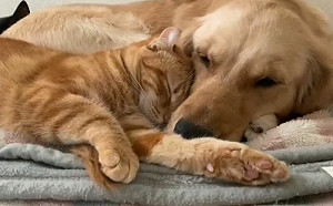 狗狗橘貓是朋友！整天黏TT當守護神