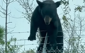 (影)工讀生扮的？黑熊攀鐵絲圍欄闖美空軍基地
