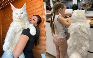 以為是狗！緬因貓站立與小女孩同高