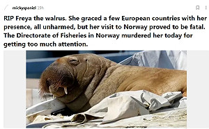 挪威為「公眾安全」將親近人類海象芙蕾雅安樂死 學者批：完全沒必要！