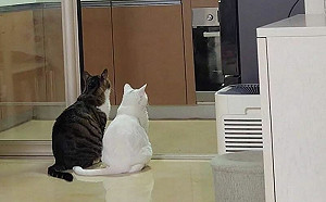 2貓站門口等待！只因嬤不讓進廚房
