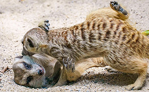 飼主反彈！農部擬禁養955種動物 爬蟲協會怒批：未重視專家意見