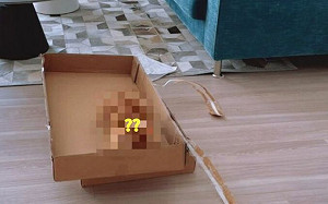 橘貓頭抵紙箱睡覺！網笑：面壁思過