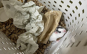 睡覺時被摸臉！房主驚醒找不速之客