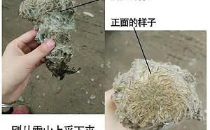 為博眼球秀下線？繼大白鯊之後 又有網紅直播時摘瀕危植物「雪兔子」