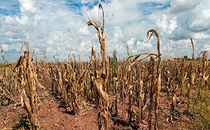 希望永遠沒有這一天！研究顯示：現代核戰爆發 50億人口死亡