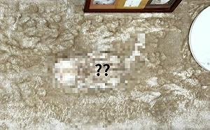 (影)奴才找無貓急瘋！低頭見地毯怪怪的