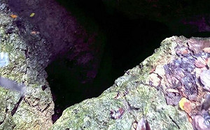 高雄柴山又傳憾事！ 7旬老翁命喪好漢坡山溝