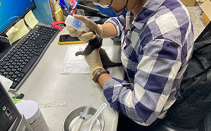 新北動保員變奶媽 撫育小白鼻心寶寶長大回歸山野