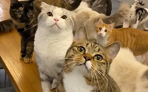 別搶我奴才！見同伴爭寵牠竟1反應