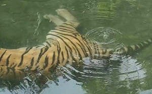 老虎泡澡偷放屁！水池狂冒泡笑翻網