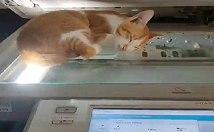 (影)高清露毛照曝光！只因貓爽睡影印機