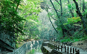 搭電車貼近大自然！東京「等等力溪谷」慢活旅行首選