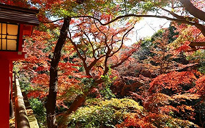 不是夢！日本預計10月開放觀光客免簽？林氏壁嗨：開國是種魔法