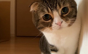 健康狀況不佳！貓康復秒黏媽：想你