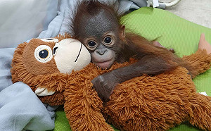 紅毛猩猩寶寶「秀彩」滿2個月！抱娃、喝奶模樣超萌