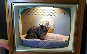 (影)舊型電視變貓床！喵喵躺入萌翻天