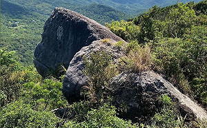 避暑新景點！汐止新山夢湖看「山裡黑猩猩」