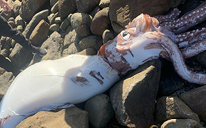 天有異象？「深海巨魷」現身陸地  眼睛跟餐盤一樣大