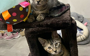 新北動保處偕里長推廣認養 喵星人姐弟化身褓姆超暖心