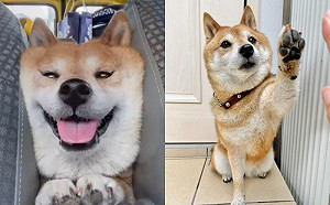 (影)車縫藏一片「豆柴吐司」！露呆萌笑