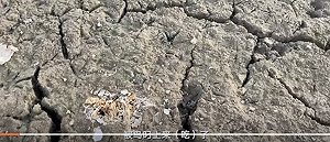 江西乾旱278.4 萬人受災 農作損失 106 億 鄱陽湖隨處可見乾死魚群