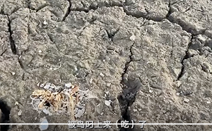 江西乾旱278.4 萬人受災 農作損失 106 億 鄱陽湖隨處可見乾死魚群