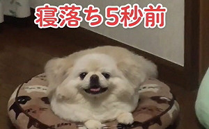 小狗5秒徹底關機！網：比想像還快