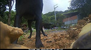 顧家忠犬小黑倒哨 新北檢警環農破獲林口非法焚燒廢棄物業者