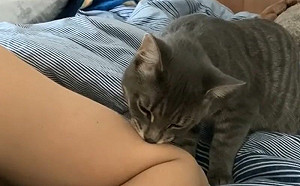 貓吸人類吸上癮！被打擾怒瞪5秒鐘