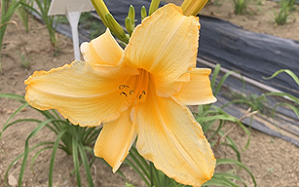 南投也有金針花海？農改場：新品種「碧玉筍」開發量產中