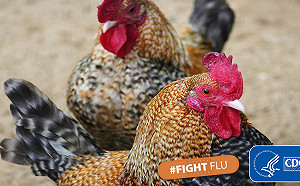 美國禽流感持續擴散 已死4000萬隻雞 美農業部 : 禿鷲、海豹都感染