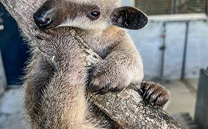 小食蟻獸寶寶「紅包」滿三個月！北市動物園曝飼養難度