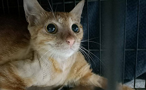 浪貓遭便當橡皮筋勒頸險送命 新北動保處救治恢復萌樣