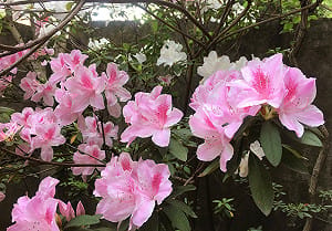 新北都市內的祕密花園 空軍三重一村栽植逾10種香花