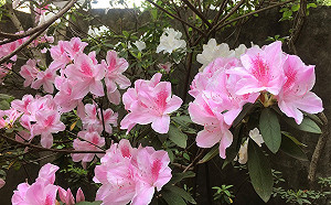 新北都市內的祕密花園 空軍三重一村栽植逾10種香花