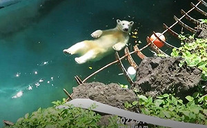 (影)超chill！北極熊消暑玩仰式漂漂河