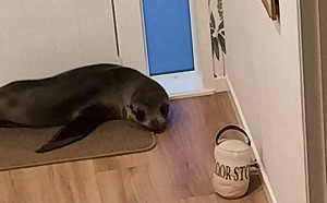 驚見海豹闖入家！事主貓躲2樓逃避