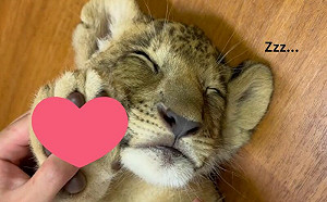 (影)飼育員狂捏肉球！小獅子照樣熟睡中