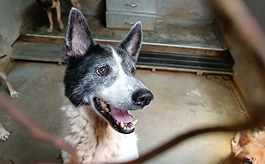 防毛孩中暑  新北動保處傳授避暑妙招