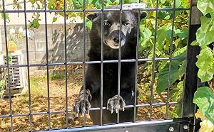(影)鄰居驚「後門有熊」！飼主笑揭真身