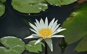 花現水中美麗女神 新北樹林山佳及板橋新海濕地睡蓮花開