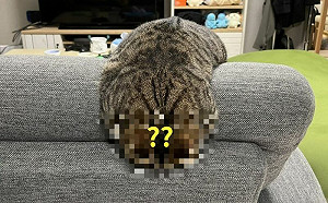 貓掛沙發上熟睡！飼主：以為毛毛蟲